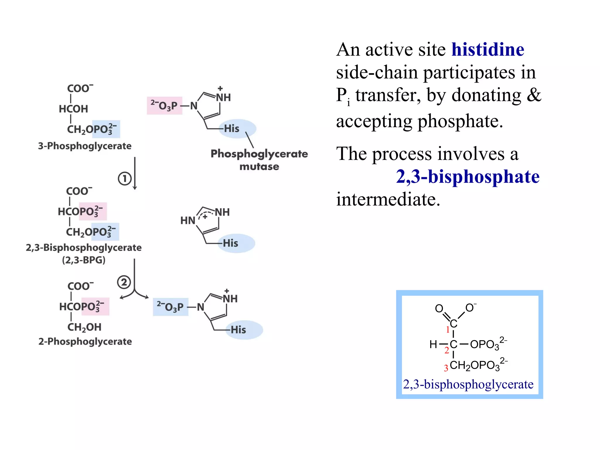 An active site histidine 
side-chain participates in 
Pi transfer, by donating & 
accepting phosphate. 
The process involves a 
2,3-bisphosphate 
intermediate. 
C 
C 
CH2OPO3 
2- 
O O- 
1 
H OPO3 
2- 
2 
3 
2,3-bisphosphoglycerate 
 