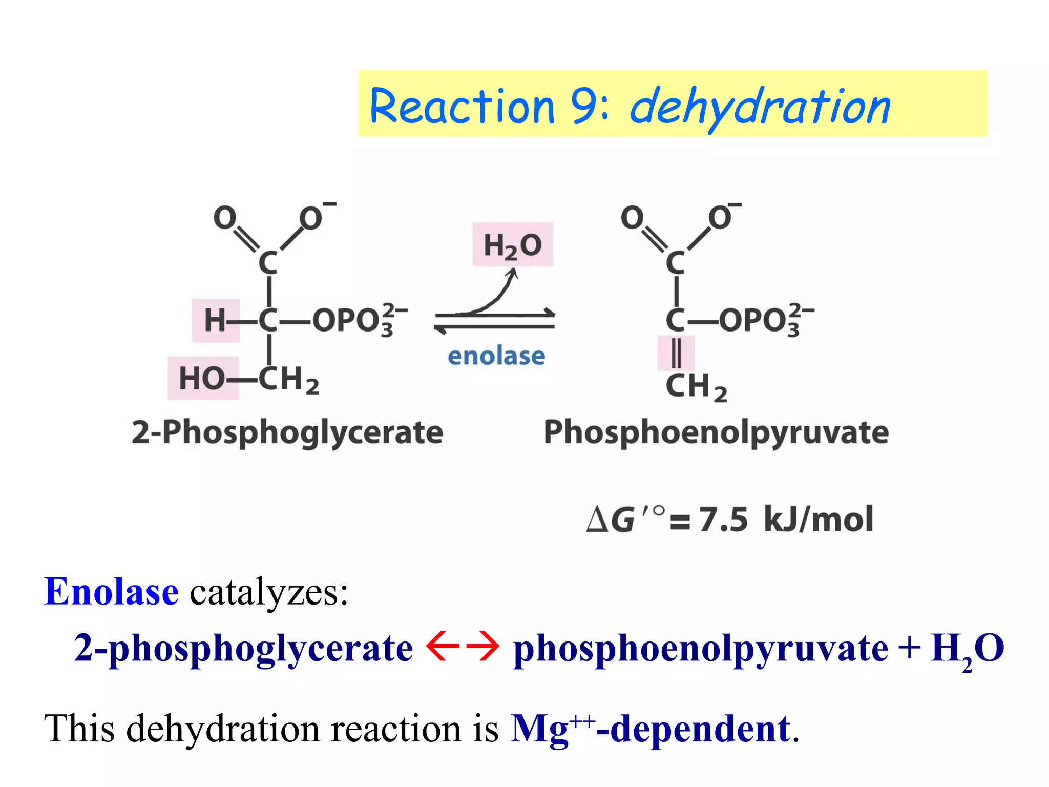Reaction 9: dehydration 
Enolase catalyzes: 
2-phosphoglycerate  phosphoenolpyruvate + H2O 
This dehydration reaction is Mg++-dependent. 
 