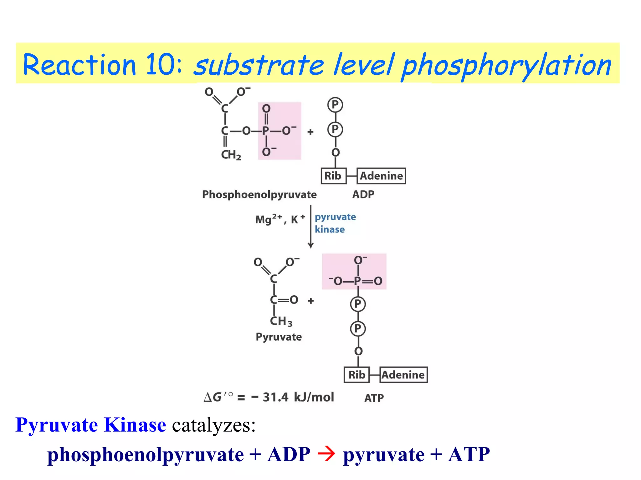 Reaction 10: substrate level phosphorylation 
Pyruvate Kinase catalyzes: 
phosphoenolpyruvate + ADP  pyruvate + ATP 
 