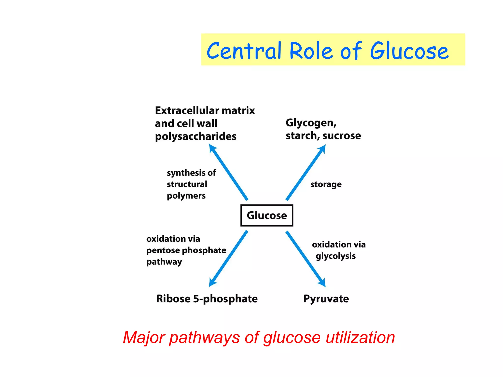 Central Role of Glucose 
Major pathways of glucose utilization 
 