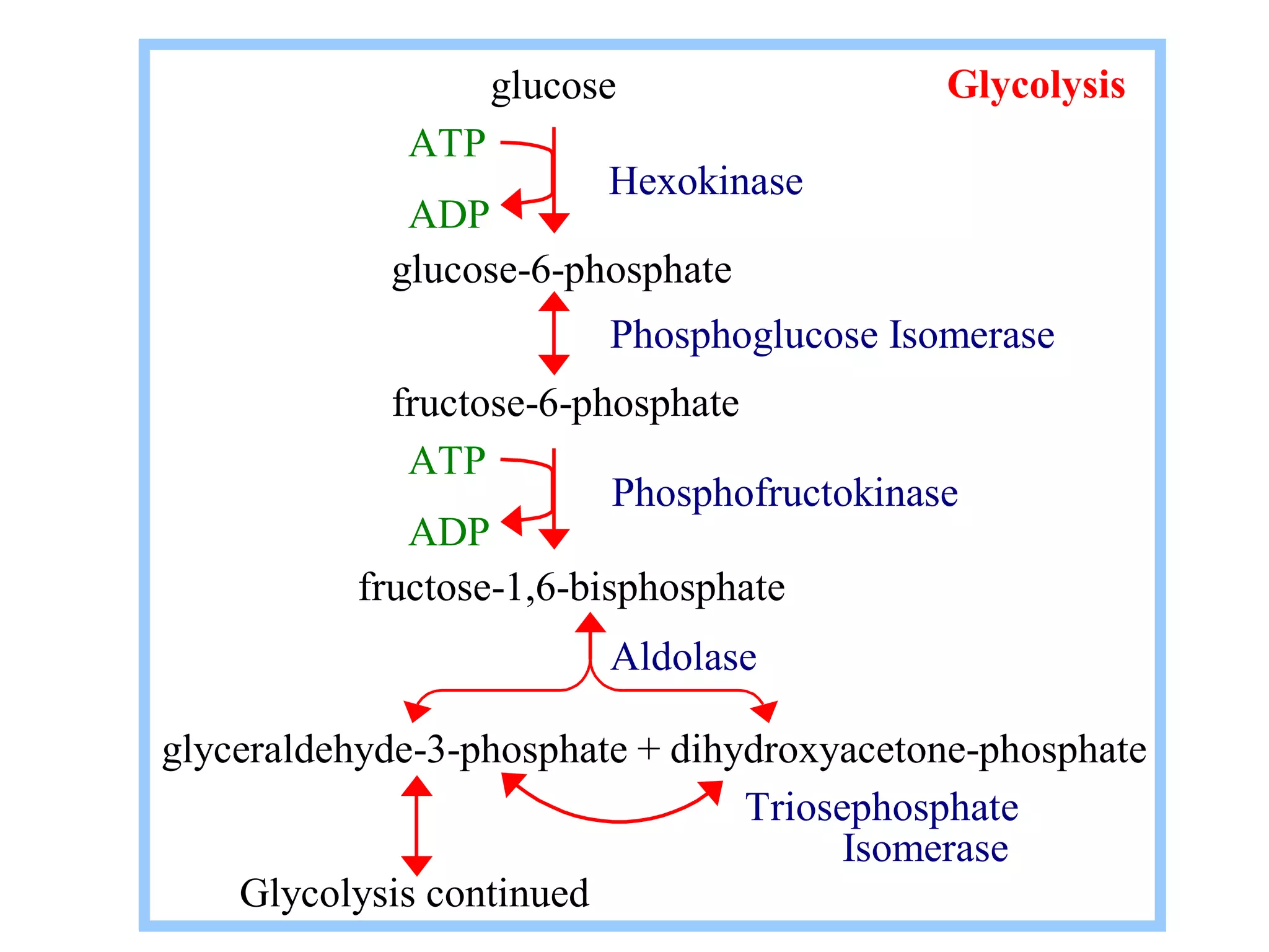 glucose Glycolysis 
ATP 
ADP 
glucose-6-phosphate 
Hexokinase 
Phosphoglucose Isomerase 
fructose-6-phosphate 
ATP 
ADP 
fructose-1,6-bisphosphate 
Phosphofructokinase 
Aldolase 
glyceraldehyde-3-phosphate + dihydroxyacetone-phosphate 
Triosephosphate 
Isomerase 
Glycolysis continued 
 