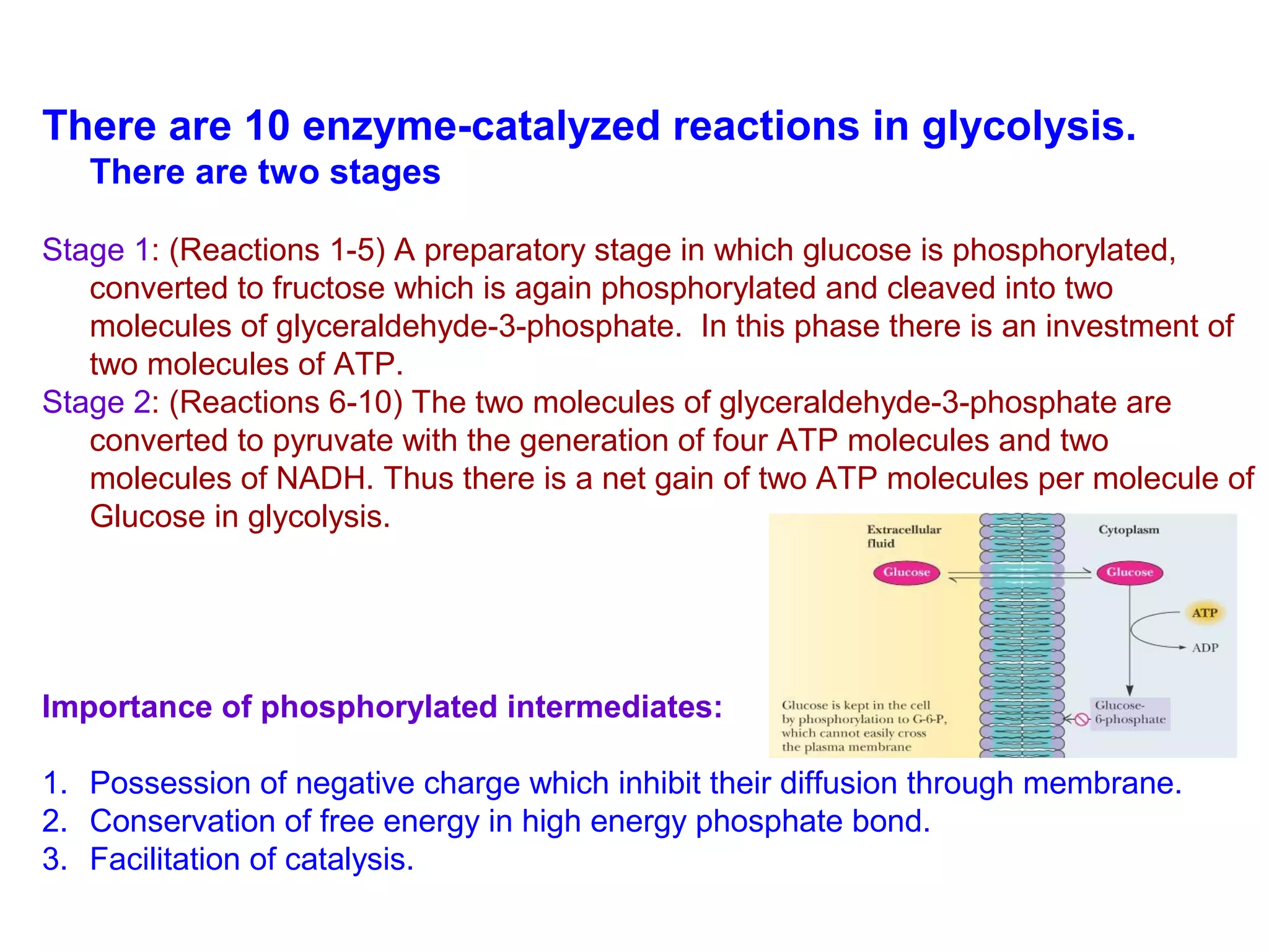 There are 10 enzyme-catalyzed reactions in glycolysis. 
There are two stages 
Stage 1: (Reactions 1-5) A preparatory stage in which glucose is phosphorylated, 
converted to fructose which is again phosphorylated and cleaved into two 
molecules of glyceraldehyde-3-phosphate. In this phase there is an investment of 
two molecules of ATP. 
Stage 2: (Reactions 6-10) The two molecules of glyceraldehyde-3-phosphate are 
converted to pyruvate with the generation of four ATP molecules and two 
molecules of NADH. Thus there is a net gain of two ATP molecules per molecule of 
Glucose in glycolysis. 
Importance of phosphorylated intermediates: 
1. Possession of negative charge which inhibit their diffusion through membrane. 
2. Conservation of free energy in high energy phosphate bond. 
3. Facilitation of catalysis. 
 