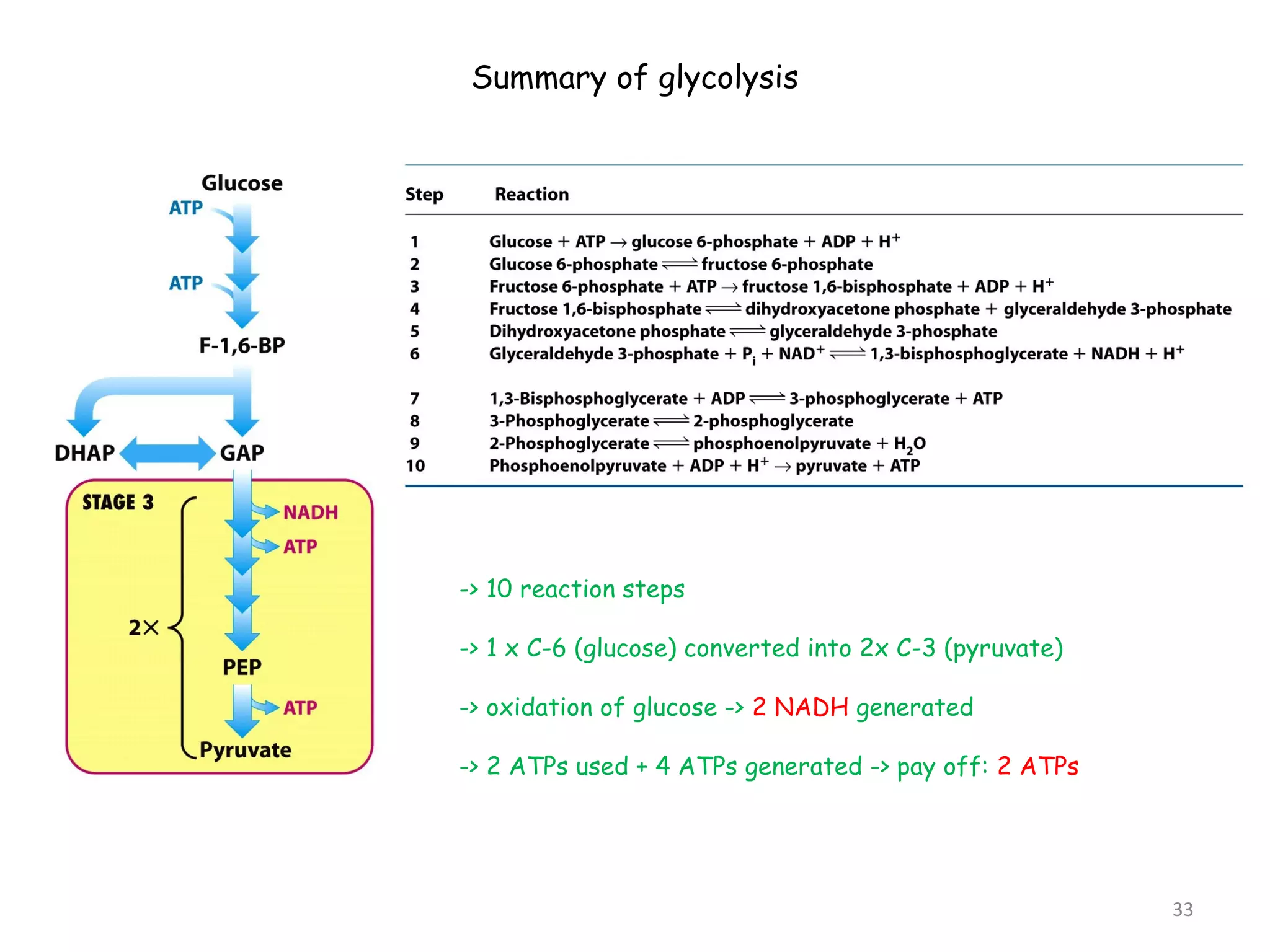 Summary of glycolysis 
-> 10 reaction steps 
-> 1 x C-6 (glucose) converted into 2x C-3 (pyruvate) 
-> oxidation of glucose -> 2 NADH generated 
-> 2 ATPs used + 4 ATPs generated -> pay off: 2 ATPs 
33 
 