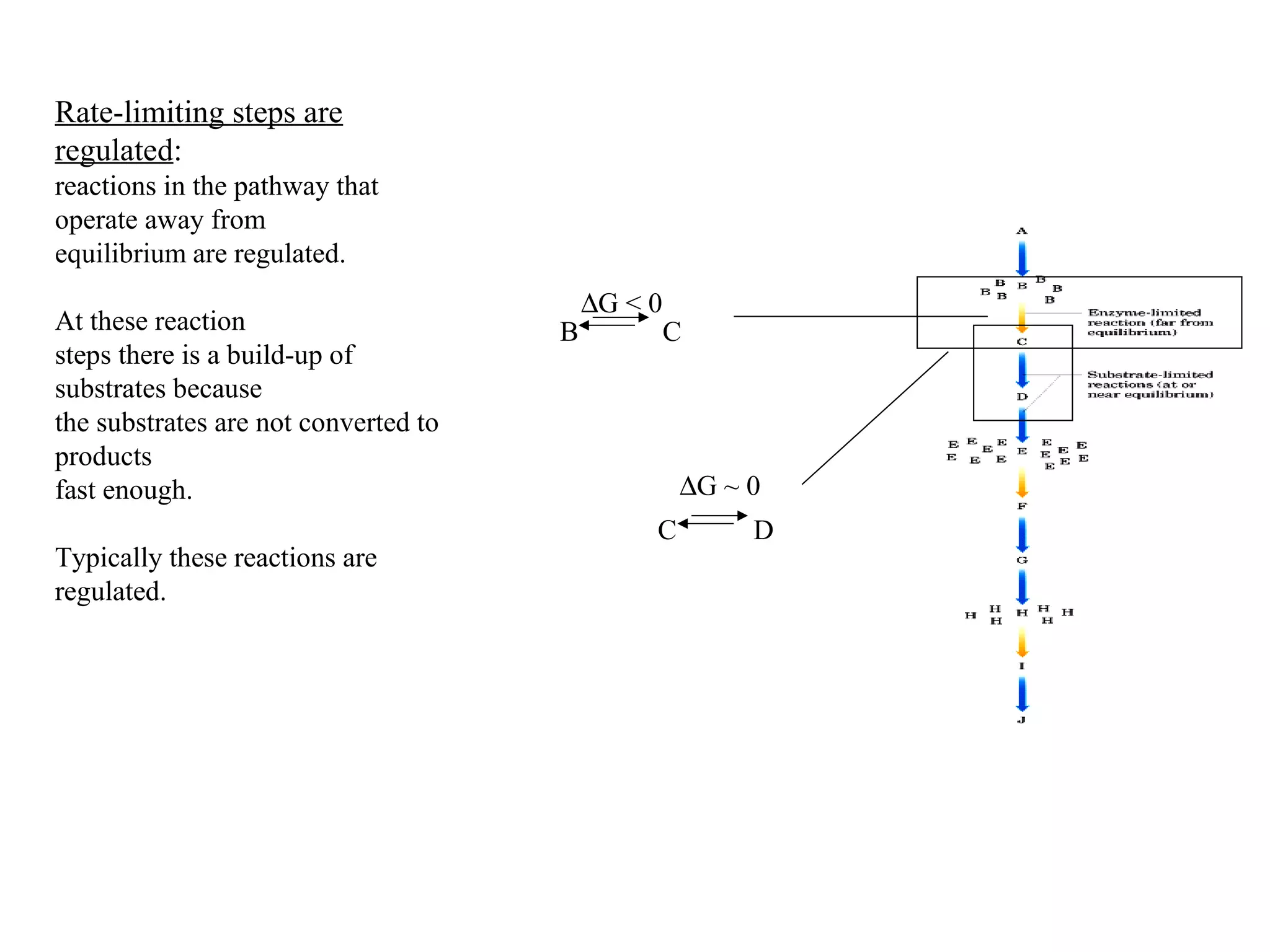DG < 0 
B C 
Rate-limiting steps are 
regulated: 
reactions in the pathway that 
operate away from 
equilibrium are regulated. 
At these reaction 
steps there is a build-up of 
substrates because 
the substrates are not converted to 
products 
fast enough. 
Typically these reactions are 
regulated. 
DG ~ 0 
C D 
 