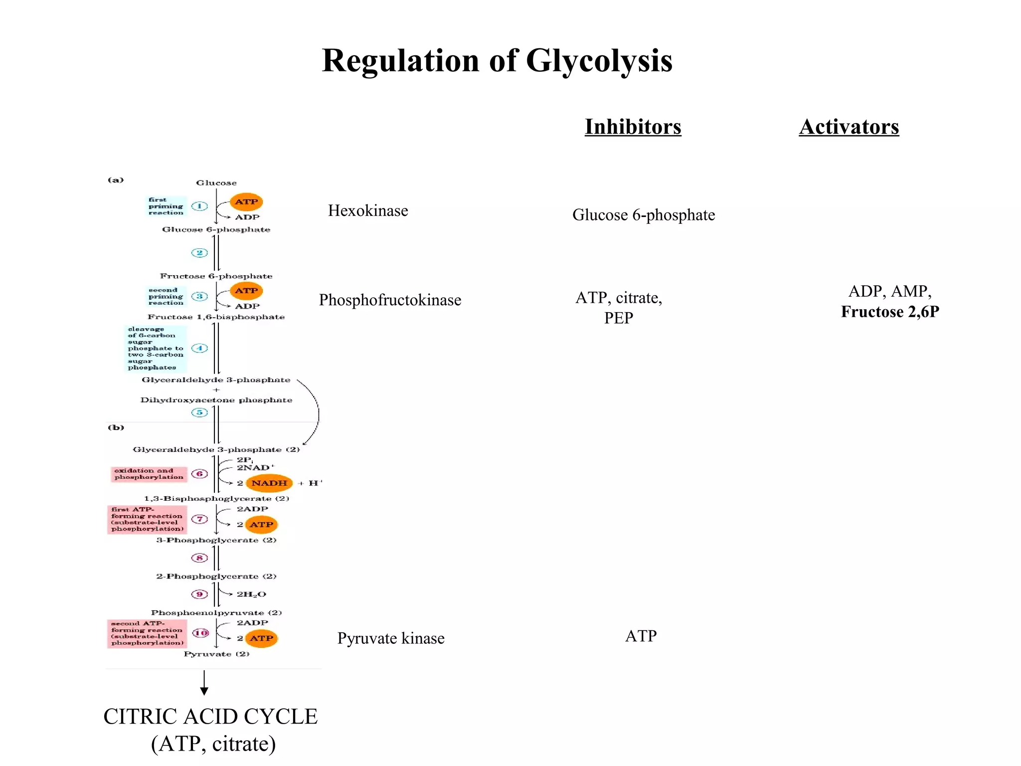 Hexokinase 
Inhibitors 
Glucose 6-phosphate 
Phosphofructokinase 
Pyruvate kinase 
ATP 
CITRIC ACID CYCLE 
(ATP, citrate) 
ATP, citrate, 
PEP 
Activators 
ADP, AMP, 
Fructose 2,6P 
Regulation of Glycolysis 
 