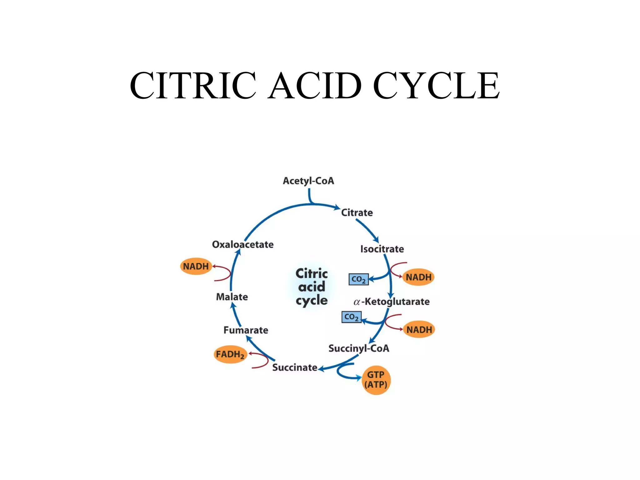 CITRIC ACID CYCLE 
 