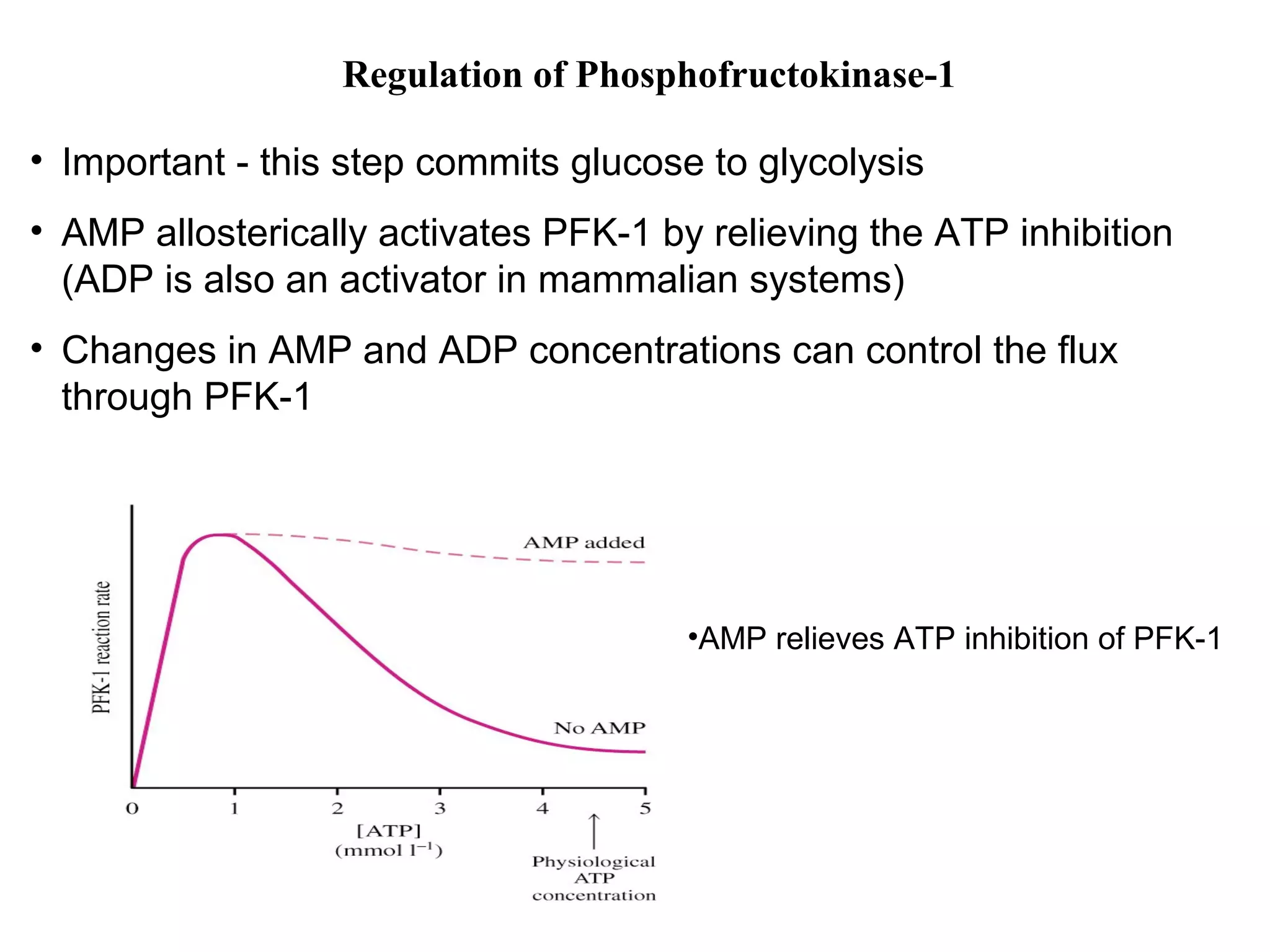Regulation of Phosphofructokinase-1 
• Important - this step commits glucose to glycolysis 
• AMP allosterically activates PFK-1 by relieving the ATP inhibition 
(ADP is also an activator in mammalian systems) 
• Changes in AMP and ADP concentrations can control the flux 
through PFK-1 
•AMP relieves ATP inhibition of PFK-1 
 