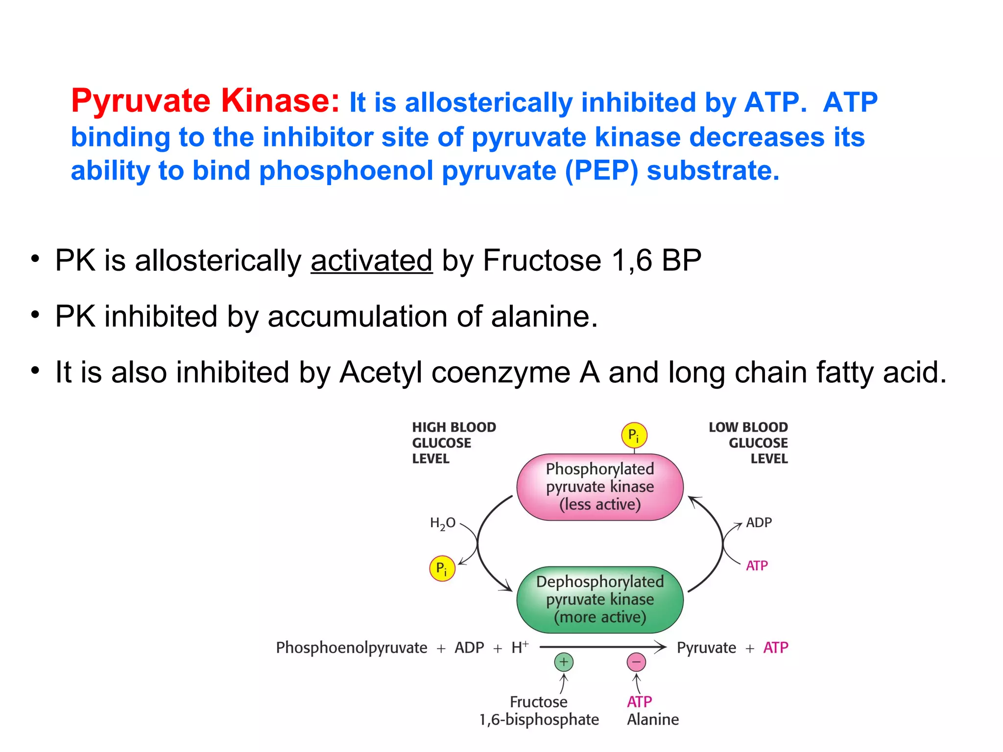 Pyruvate Kinase: It is allosterically inhibited by ATP. ATP 
binding to the inhibitor site of pyruvate kinase decreases its 
ability to bind phosphoenol pyruvate (PEP) substrate. 
• PK is allosterically activated by Fructose 1,6 BP 
• PK inhibited by accumulation of alanine. 
• It is also inhibited by Acetyl coenzyme A and long chain fatty acid. 
 