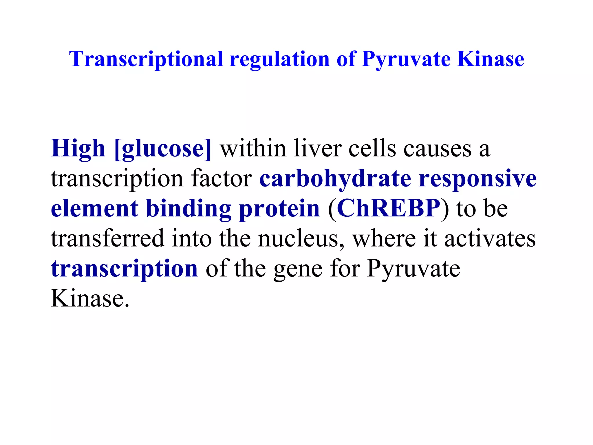 Transcriptional regulation of Pyruvate Kinase 
High [glucose] within liver cells causes a 
transcription factor carbohydrate responsive 
element binding protein (ChREBP) to be 
transferred into the nucleus, where it activates 
transcription of the gene for Pyruvate 
Kinase. 
 