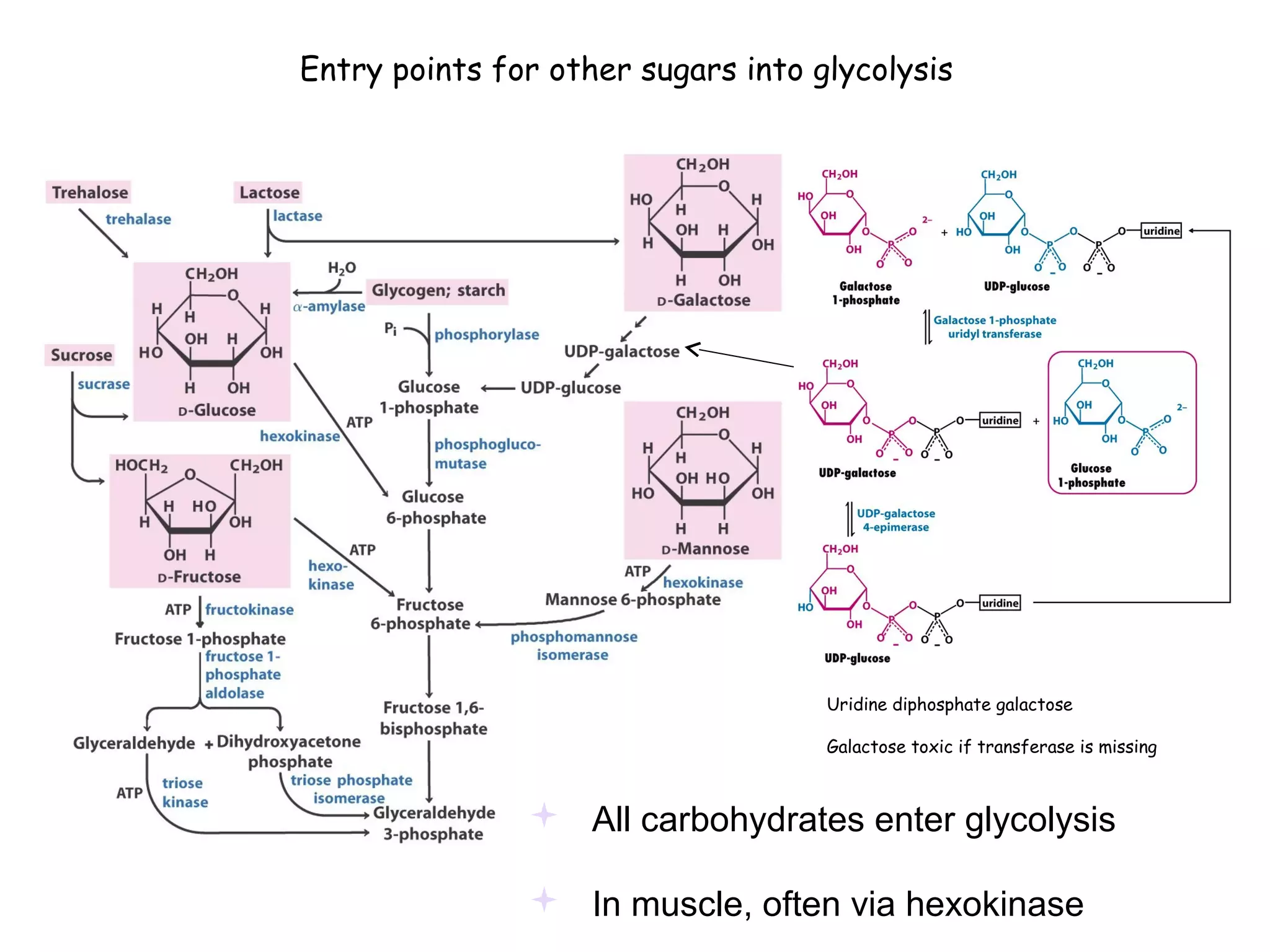 Entry points for other sugars into glycolysis 
Uridine diphosphate galactose 
Galactose toxic if transferase is missing 
 All carbohydrates enter glycolysis 
 In muscle, often via hexokinase 
 