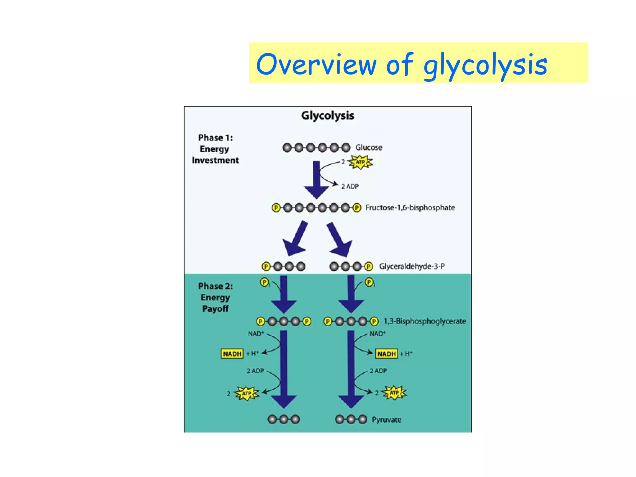 Overview of glycolysis 
 