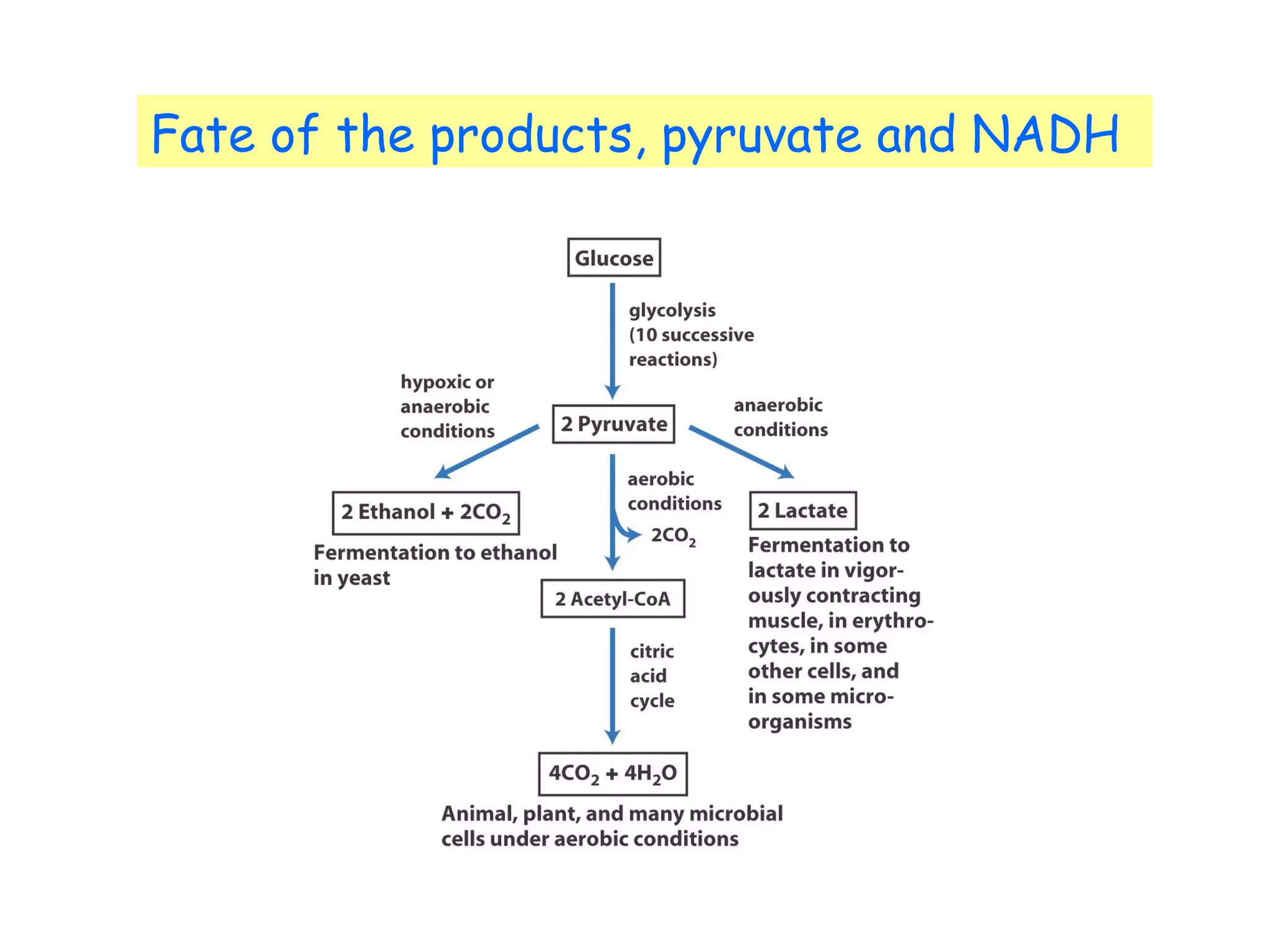 Fate of the products, pyruvate and NADH 
Fig 14- 
3 
 