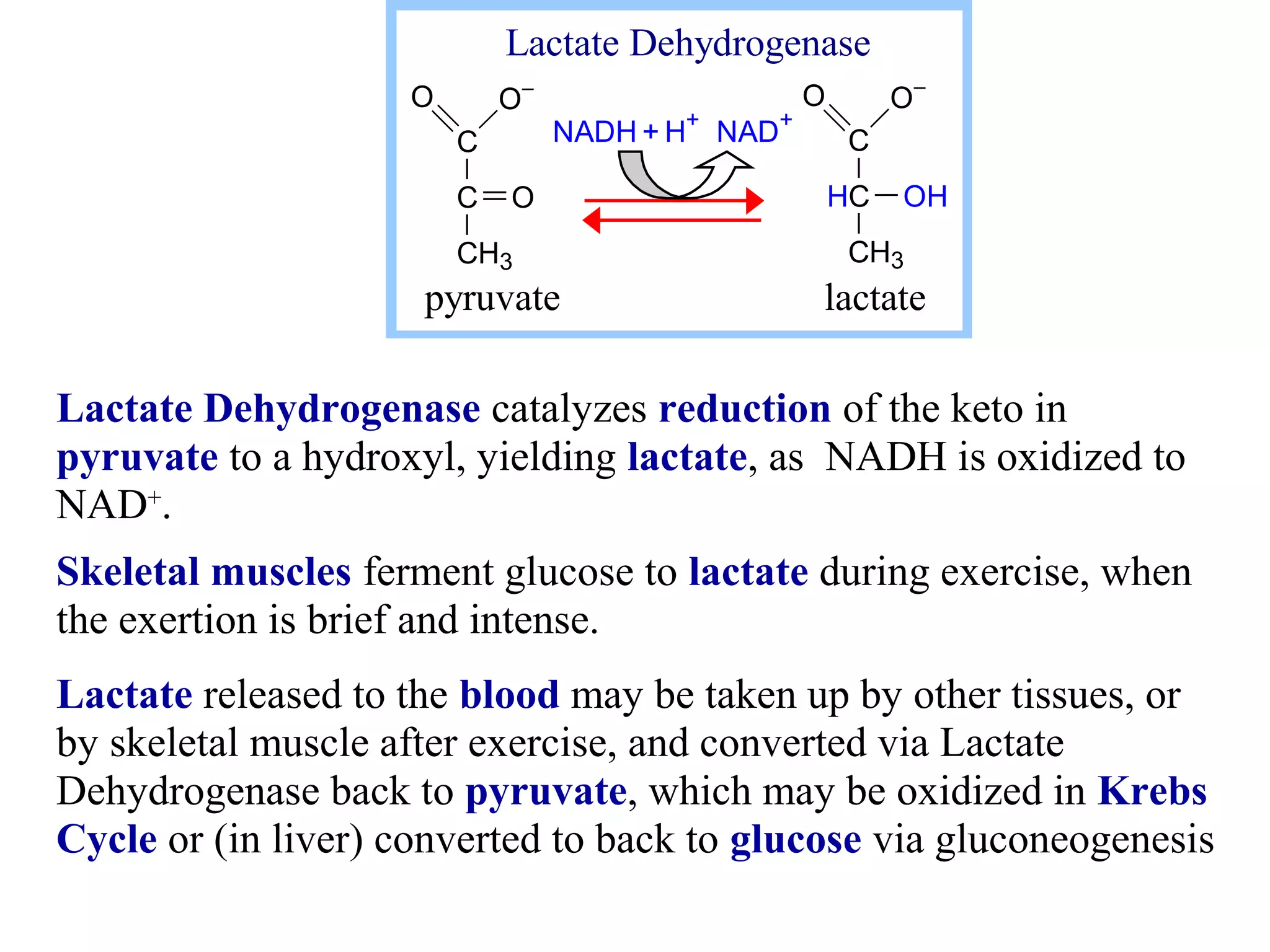 Lactate Dehydrogenase 
O- 
C 
C 
CH3 
O 
O 
O- 
C 
HC 
CH3 
OH 
O 
NADH + H+ NAD+ 
pyruvate lactate 
Lactate Dehydrogenase catalyzes reduction of the keto in 
pyruvate to a hydroxyl, yielding lactate, as NADH is oxidized to 
NAD+. 
Skeletal muscles ferment glucose to lactate during exercise, when 
the exertion is brief and intense. 
Lactate released to the blood may be taken up by other tissues, or 
by skeletal muscle after exercise, and converted via Lactate 
Dehydrogenase back to pyruvate, which may be oxidized in Krebs 
Cycle or (in liver) converted to back to glucose via gluconeogenesis 
 