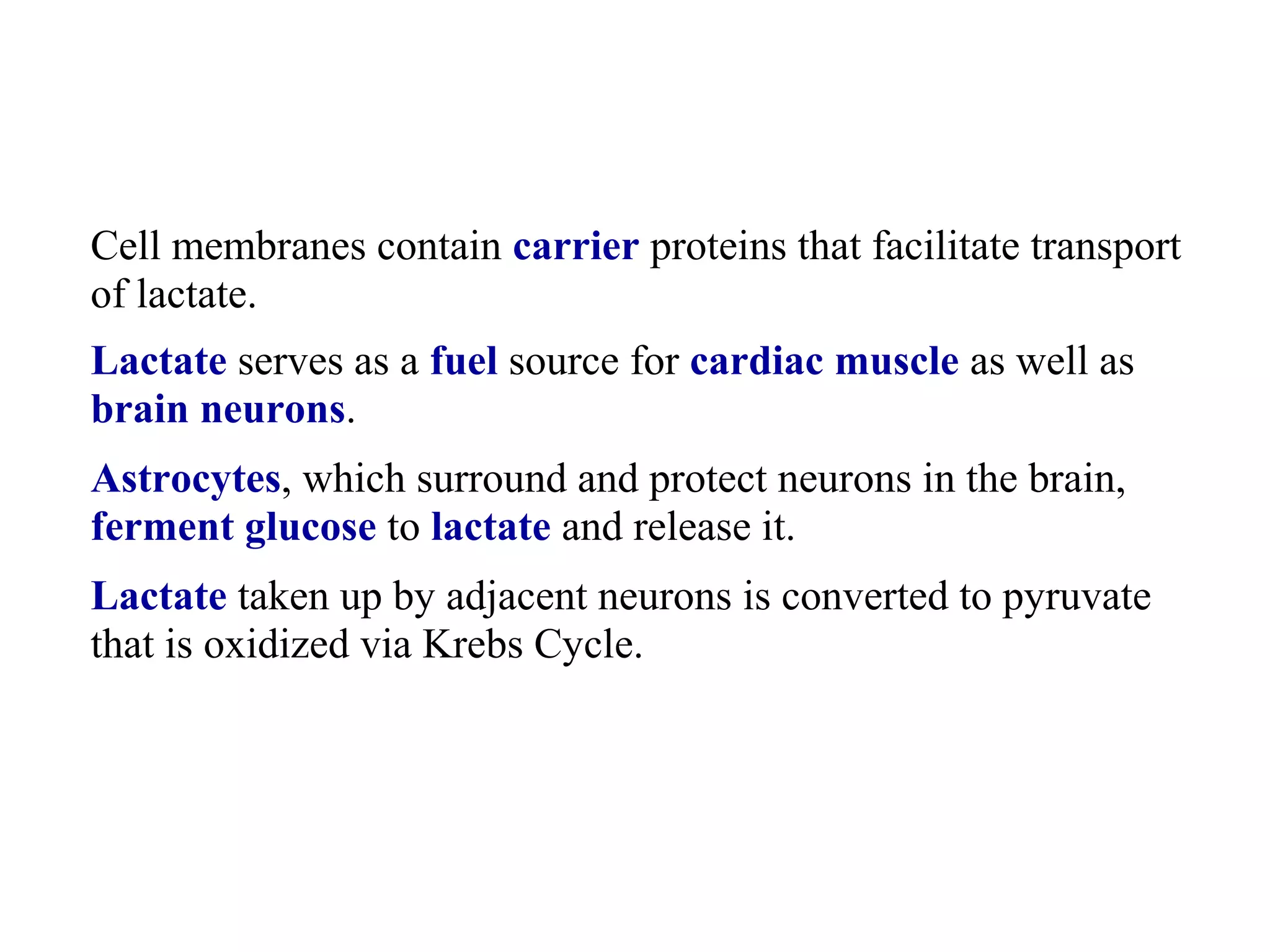 Cell membranes contain carrier proteins that facilitate transport 
of lactate. 
Lactate serves as a fuel source for cardiac muscle as well as 
brain neurons. 
Astrocytes, which surround and protect neurons in the brain, 
ferment glucose to lactate and release it. 
Lactate taken up by adjacent neurons is converted to pyruvate 
that is oxidized via Krebs Cycle. 
 