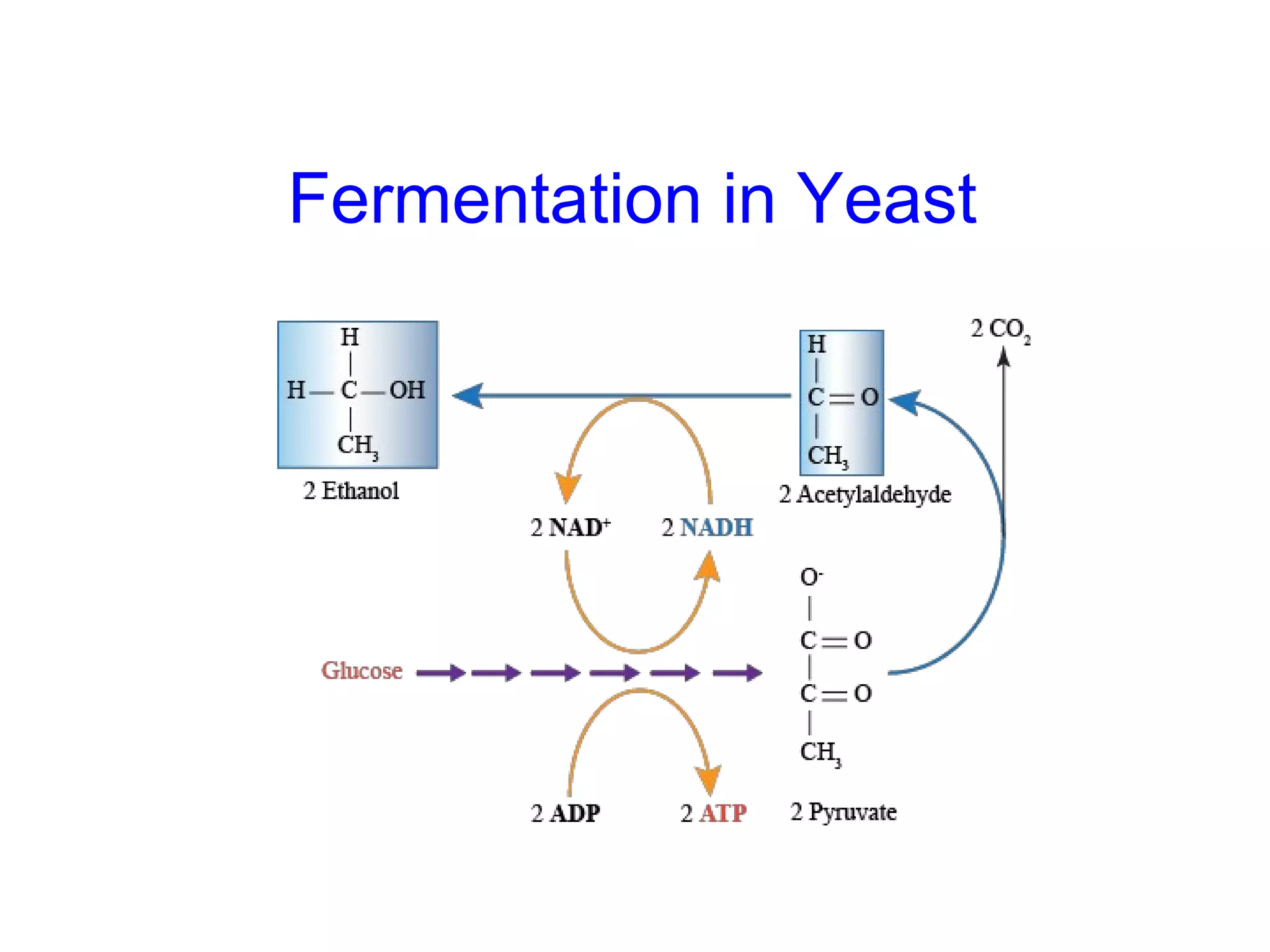 Fermentation in Yeast 
 