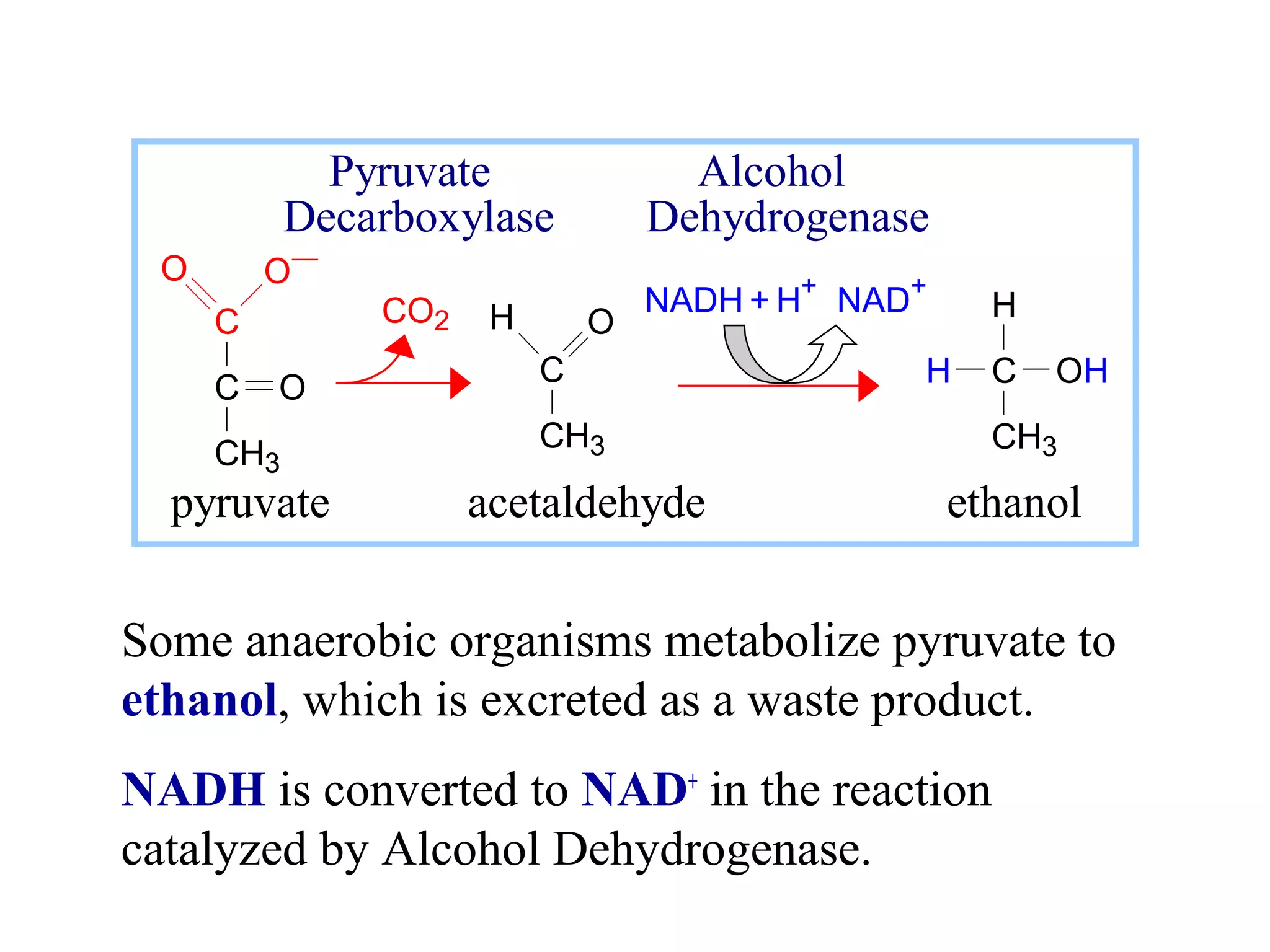 Pyruvate Alcohol 
Decarboxylase Dehydrogenase 
O- 
C 
C 
CH3 
O 
O 
NADH + H+ NAD+ 
H O H 
C OH 
CH3 
C 
CH3 
H 
CO2 
pyruvate acetaldehyde ethanol 
Some anaerobic organisms metabolize pyruvate to 
ethanol, which is excreted as a waste product. 
NADH is converted to NAD+ in the reaction 
catalyzed by Alcohol Dehydrogenase. 
 