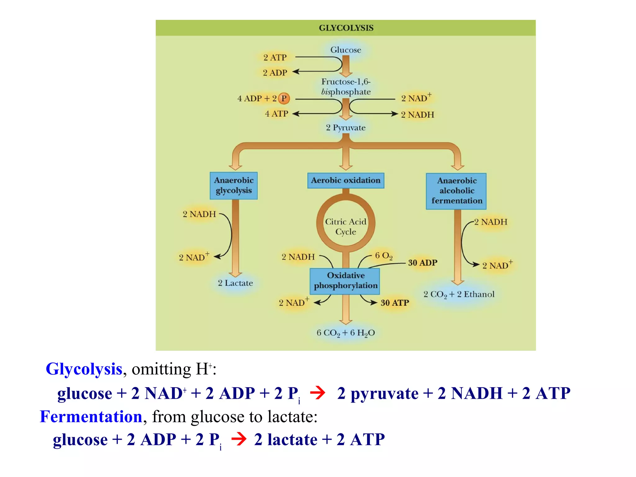 Glycolysis, omitting H+: 
glucose + 2 NAD+ + 2 ADP + 2 Pi  2 pyruvate + 2 NADH + 2 ATP 
Fermentation, from glucose to lactate: 
glucose + 2 ADP + 2 Pi  2 lactate + 2 ATP 
 