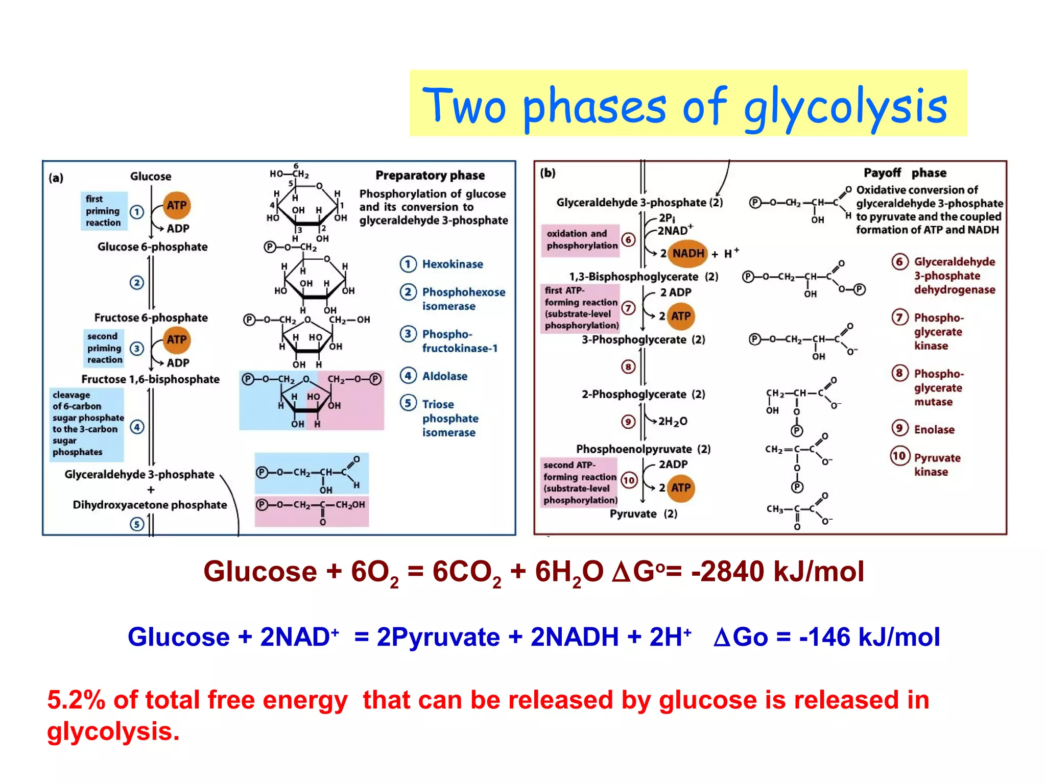Two phases of glycolysis 
Glucose + 6O2 = 6CO2 + 6H2O DGo= -2840 kJ/mol 
Glucose + 2NAD+ = 2Pyruvate + 2NADH + 2H+ DGo = -146 kJ/mol 
5.2% of total free energy that can be released by glucose is released in 
glycolysis. 
 