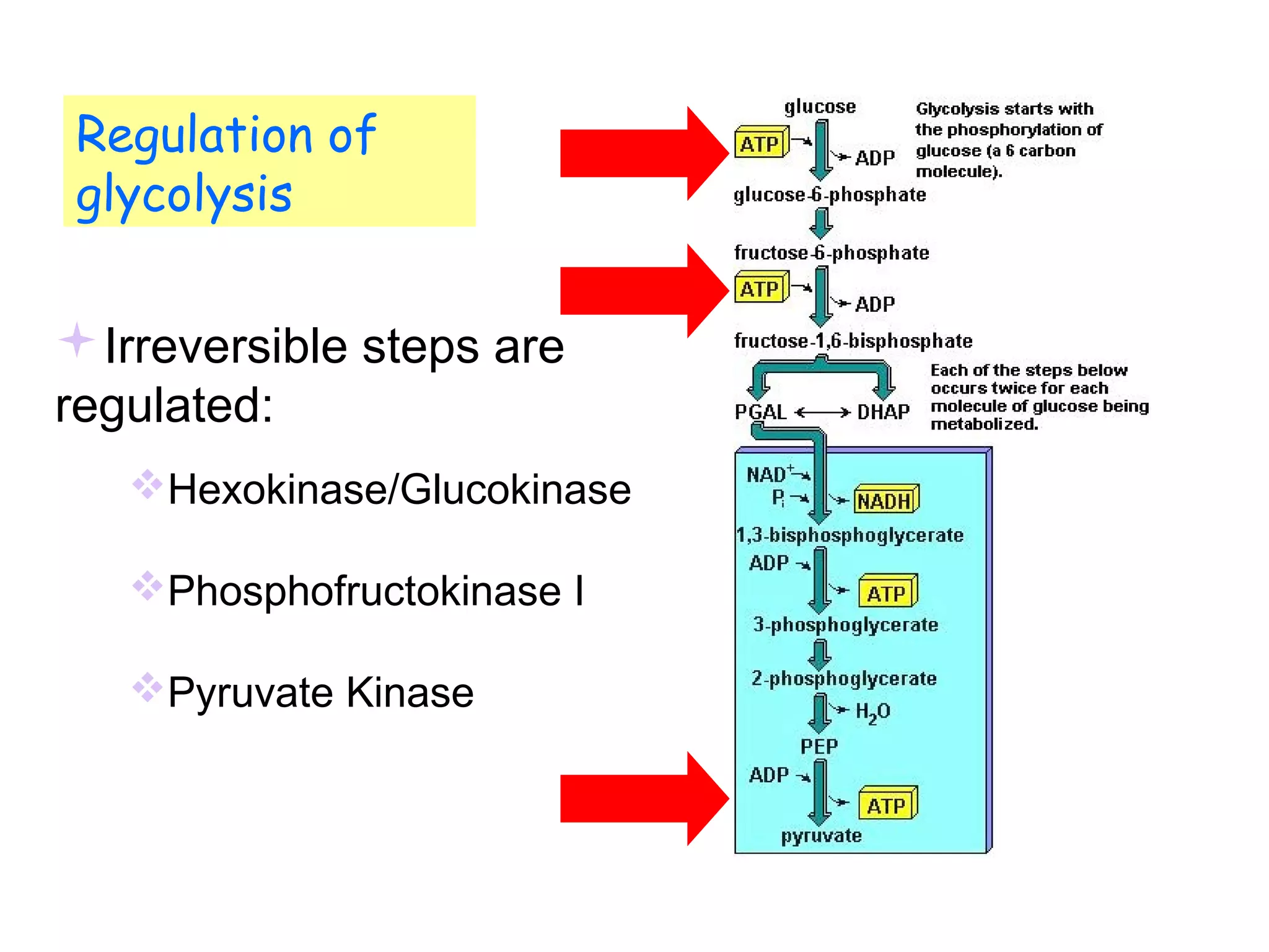 Regulation of 
glycolysis 
Irreversible steps are 
regulated: 
Hexokinase/Glucokinase 
Phosphofructokinase I 
Pyruvate Kinase 
 