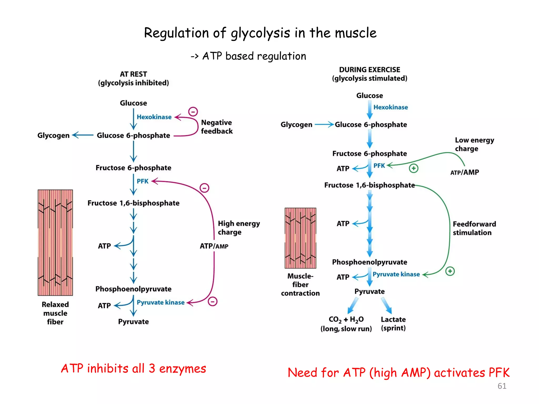 Regulation of glycolysis in the muscle 
-> ATP based regulation 
ATP inhibits all 3 enzymes Need for ATP (high AMP) activates PFK 
61 
 