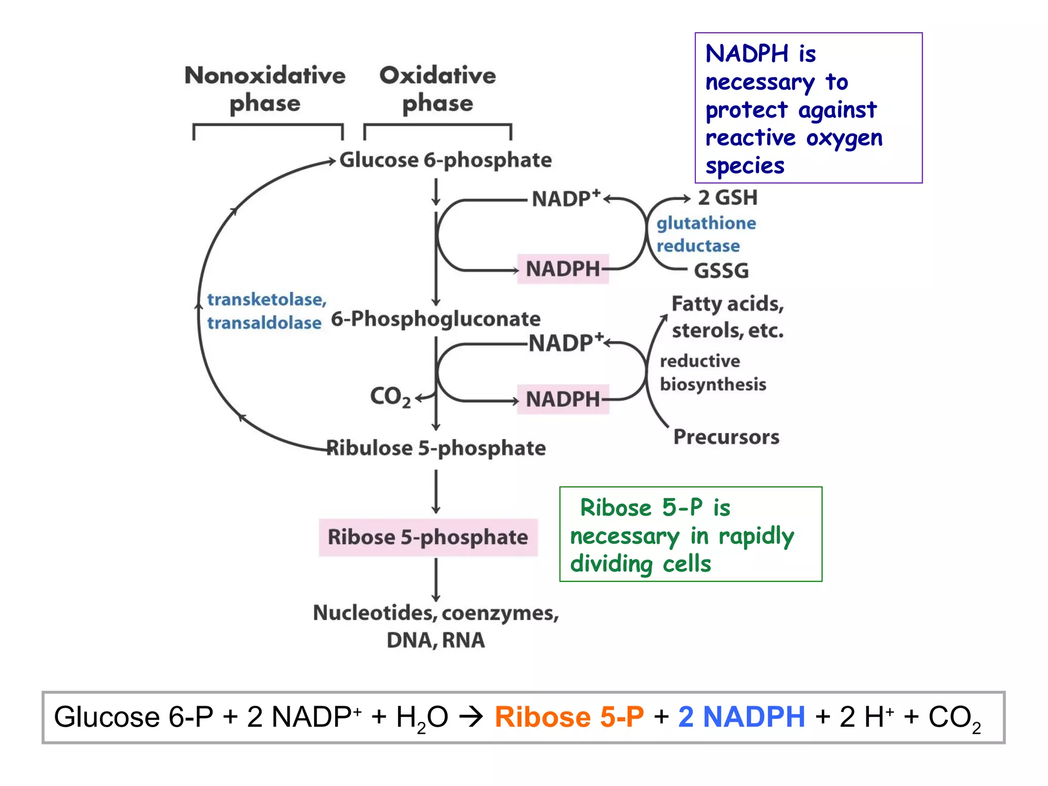 NADPH is 
necessary to 
protect against 
reactive oxygen 
species 
Ribose 5-P is 
necessary in rapidly 
dividing cells 
Glucose 6-P + 2 NADP+ + H2O  Ribose 5-P + 2 NADPH + 2 H+ + CO2 
 