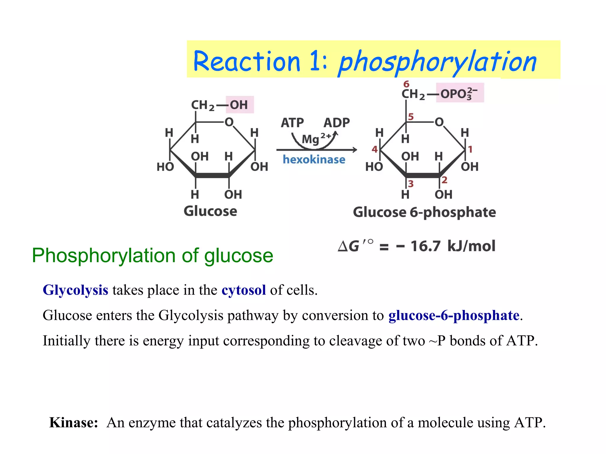 Reaction 1: phosphorylation 
Phosphorylation of glucose 
Glycolysis takes place in the cytosol of cells. 
Glucose enters the Glycolysis pathway by conversion to glucose-6-phosphate. 
Initially there is energy input corresponding to cleavage of two ~P bonds of ATP. 
Kinase: An enzyme that catalyzes the phosphorylation of a molecule using ATP. 
 