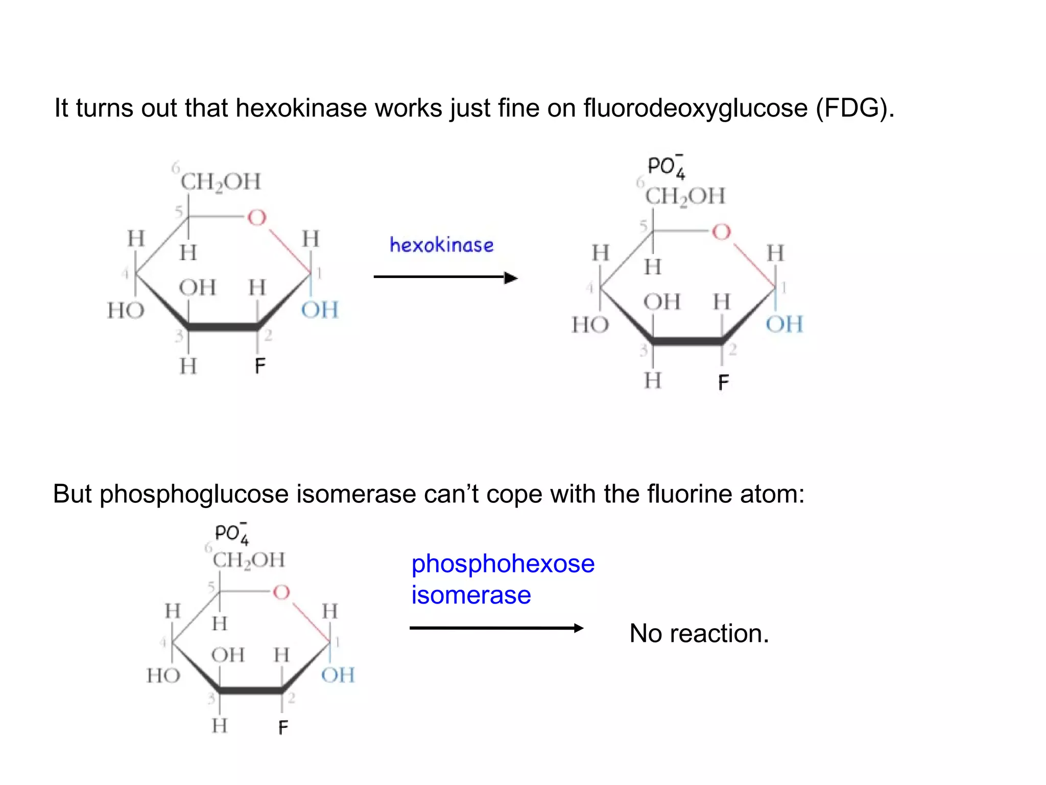 It turns out that hexokinase works just fine on fluorodeoxyglucose (FDG). 
But phosphoglucose isomerase can’t cope with the fluorine atom: 
phosphohexose 
isomerase 
No reaction. 
 