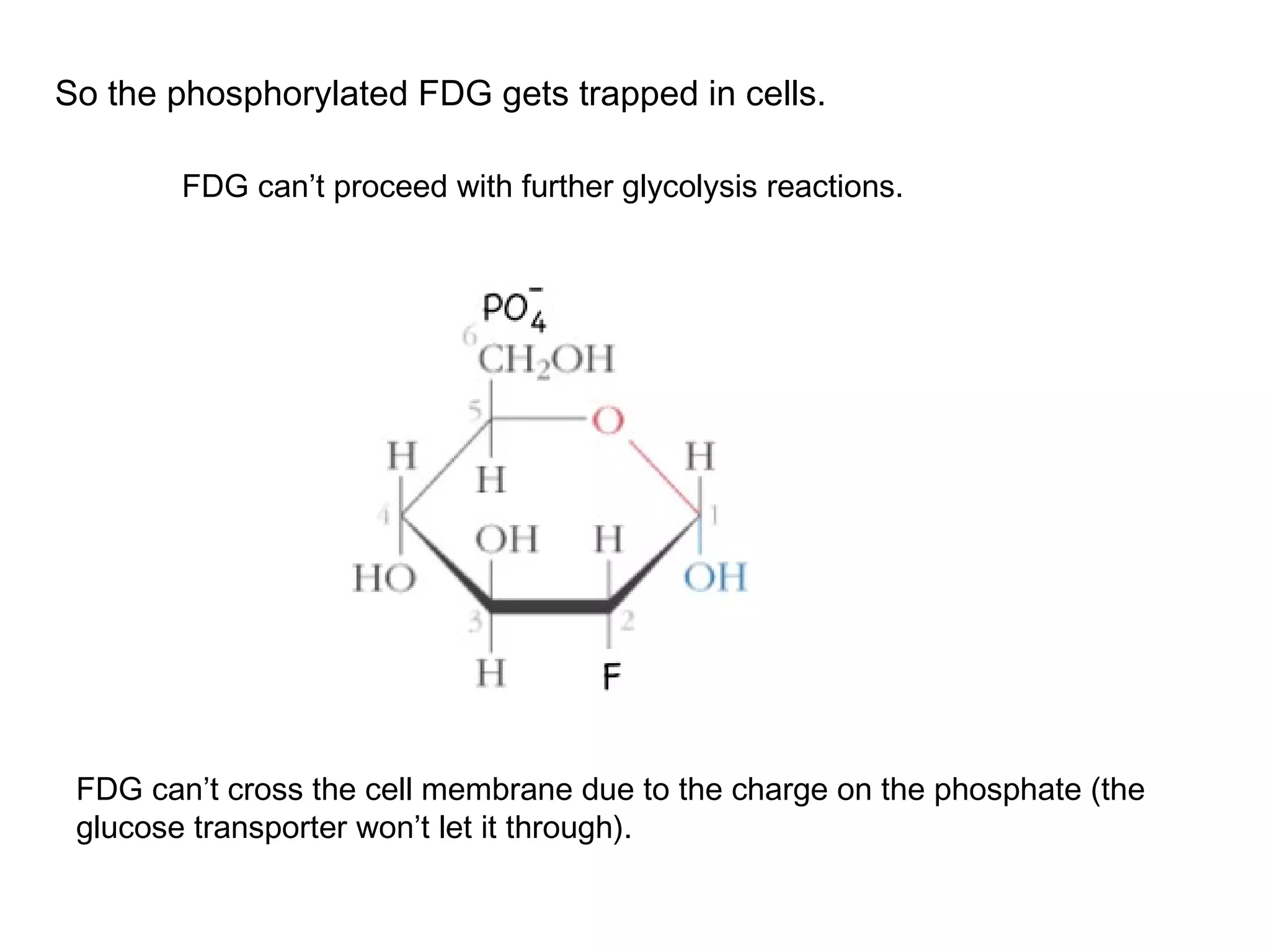 So the phosphorylated FDG gets trapped in cells. 
FDG can’t proceed with further glycolysis reactions. 
FDG can’t cross the cell membrane due to the charge on the phosphate (the 
glucose transporter won’t let it through). 
 