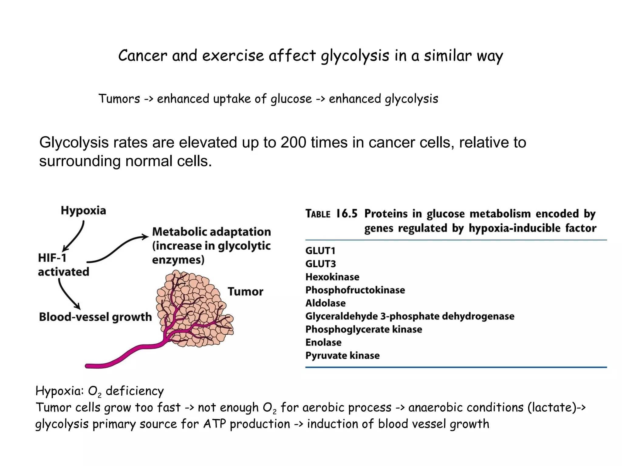Cancer and exercise affect glycolysis in a similar way 
Tumors -> enhanced uptake of glucose -> enhanced glycolysis 
Glycolysis rates are elevated up to 200 times in cancer cells, relative to 
surrounding normal cells. 
Hypoxia: O2 deficiency 
Tumor cells grow too fast -> not enough O2 for aerobic process -> anaerobic conditions (lactate)-> 
glycolysis primary source for ATP production -> induction of blood vessel growth 
 
