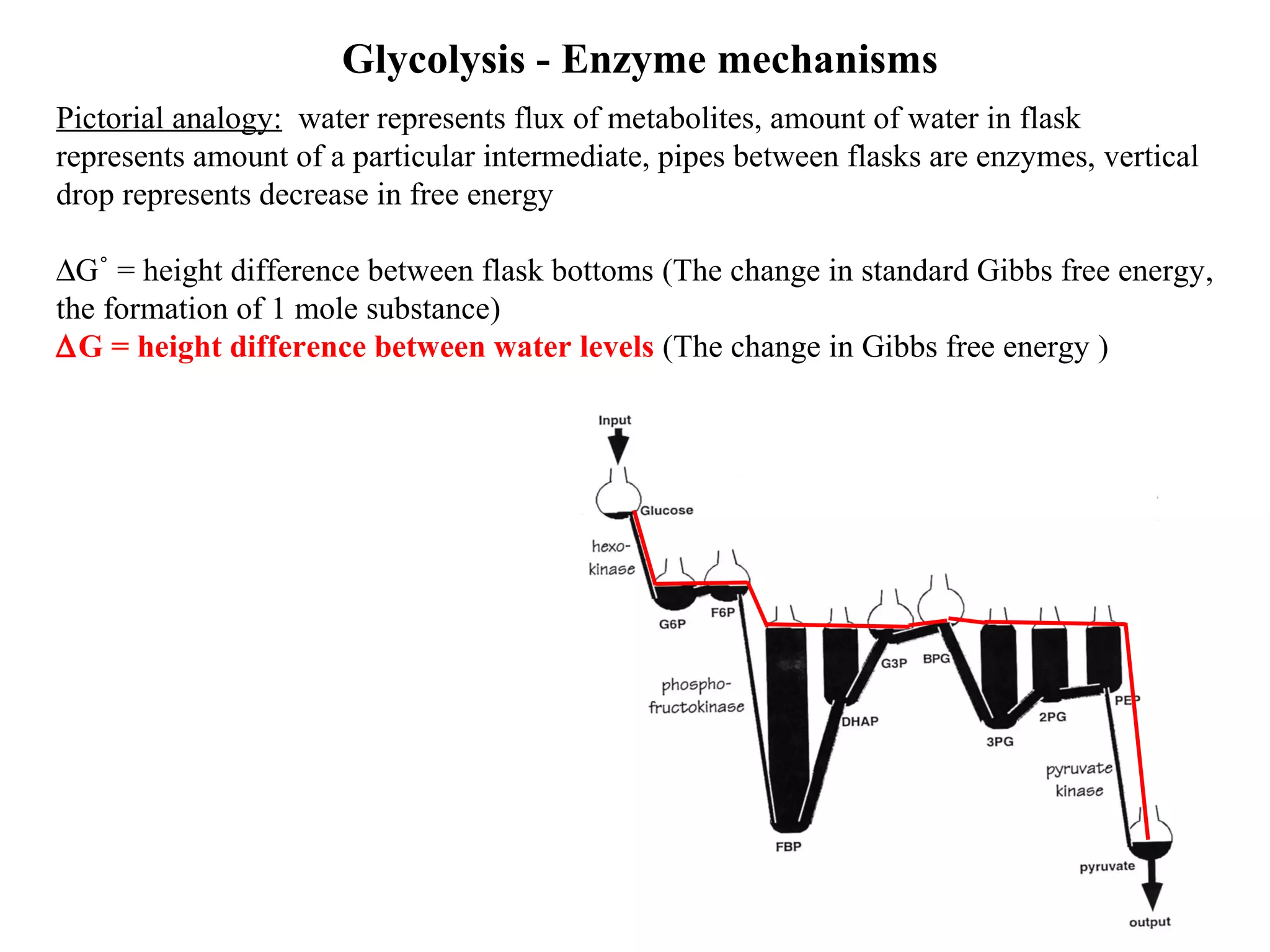 Glycolysis - Enzyme mechanisms 
Pictorial analogy: water represents flux of metabolites, amount of water in flask 
represents amount of a particular intermediate, pipes between flasks are enzymes, vertical 
drop represents decrease in free energy 
DG˚ = height difference between flask bottoms (The change in standard Gibbs free energy, 
the formation of 1 mole substance) 
DG = height difference between water levels (The change in Gibbs free energy ) 
Koelle, lec15, p21 
 