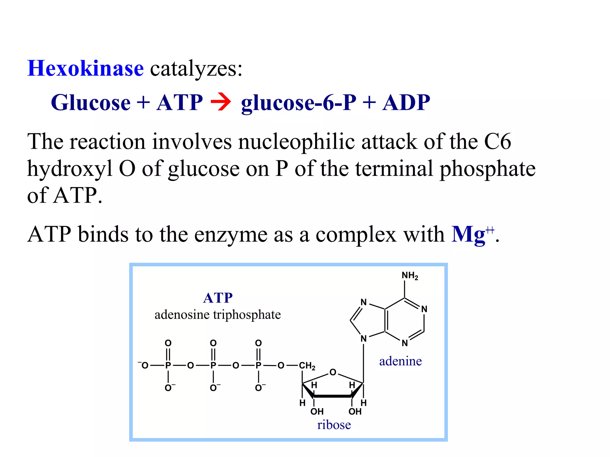 Hexokinase catalyzes: 
Glucose + ATP  glucose-6-P + ADP 
The reaction involves nucleophilic attack of the C6 
hydroxyl O of glucose on P of the terminal phosphate 
of ATP. 
ATP binds to the enzyme as a complex with Mg++. 
N 
N 
NH2 
N N 
O 
CH2 
H H 
H 
OH OH 
H 
O 
O O 
-O P O P O P O 
O- O- 
O- 
adenine 
ribose 
ATP 
adenosine triphosphate 
 