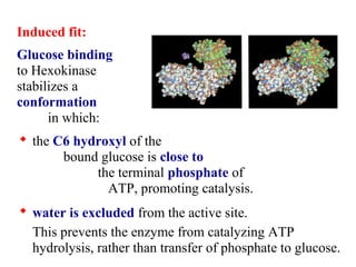 Induced fit: 
Glucose binding 
to Hexokinase 
stabilizes a 
conformation 
in which: 
 the C6 hydroxyl of the 
bound glucose is close to 
the terminal phosphate of 
ATP, promoting catalysis. 
 water is excluded from the active site. 
This prevents the enzyme from catalyzing ATP 
hydrolysis, rather than transfer of phosphate to glucose. 
 