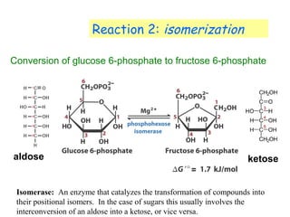 Reaction 2: isomerization 
Conversion of glucose 6-phosphate to fructose 6-phosphate 
aldose ketose 
Isomerase: An enzyme that catalyzes the transformation of compounds into 
their positional isomers. In the case of sugars this usually involves the 
interconversion of an aldose into a ketose, or vice versa. 
 