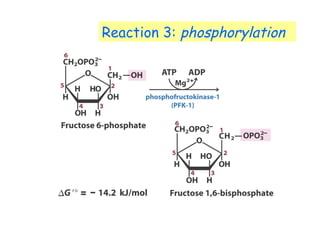 Reaction 3: phosphorylation 
 