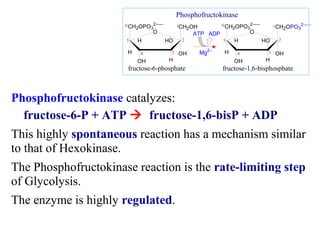 CH2OPO3 
2- 
Phosphofructokinase 
6 
1 CH2OPO3 
CH2OH 
2 
OH 
5 
H 
O 
H HO 
4 3 
OH H 
6 
2- 
CH2OPO3 
2 
OH 
2- 
5 
H 
O 
H HO 
4 3 
OH H 
1 
ATP ADP 
Mg2+ 
fructose-6-phosphate fructose-1,6-bisphosphate 
Phosphofructokinase catalyzes: 
fructose-6-P + ATP  fructose-1,6-bisP + ADP 
This highly spontaneous reaction has a mechanism similar 
to that of Hexokinase. 
The Phosphofructokinase reaction is the rate-limiting step 
of Glycolysis. 
The enzyme is highly regulated. 
 