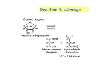 Reaction 4: cleavage 
 