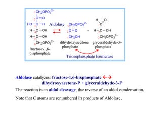 1CH2OPO3 
2 
HO 3 
H 
H OH 
H OH 
C 
C 
C 
C 
CH2OPO3 
4 
5 
6 
2- 
Aldolase 
2- 
O 
3 
2 
1 
CH2OPO3 
2- 
C 
O 
CH2OH 
H O 
C 
C 
CH2OPO3 
1 
2 
3 
+ H OH 
fructose-1,6- 
bisphosphate 
dihydroxyacetone glyceraldehyde-3- 
phosphate phosphate 
Triosephosphate Isomerase 
Aldolase catalyzes: fructose-1,6-bisphosphate  
2- 
dihydroxyacetone-P + glyceraldehyde-3-P 
The reaction is an aldol cleavage, the reverse of an aldol condensation. 
Note that C atoms are renumbered in products of Aldolase. 
 