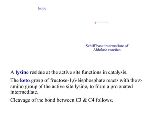 Schiff base intermediate of 
Aldolase reaction 
lysine 
A lysine residue at the active site functions in catalysis. 
The keto group of fructose-1,6-bisphosphate reacts with the e- 
amino group of the active site lysine, to form a protonated 
intermediate. 
Cleavage of the bond between C3 & C4 follows. 
 
