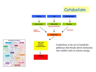 Catabolism 
Catabolism is the set of metabolic 
pathways that breaks down molecules 
into smaller units to release energy 
 