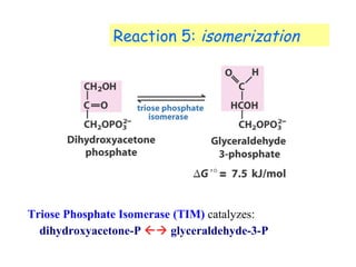 Reaction 5: isomerization 
Triose Phosphate Isomerase (TIM) catalyzes: 
dihydroxyacetone-P  glyceraldehyde-3-P 
 