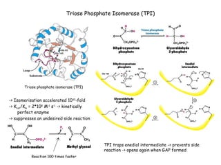 Triose Phosphate Isomerase (TPI) 
Triose phosphate isomerase (TPI) 
-> Isomerisation accelerated 1010-fold 
-> Kcat/Km = 2*108 M-1 s-1 -> kinetically 
perfect enzyme 
-> suppresses an undesired side reaction 
Reaction 100 times faster 
TPI traps enediol intermediate -> prevents side 
reaction -> opens again when GAP formed 
 