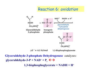 Reaction 6: oxidation 
Glyceraldehyde-3-phosphate Dehydrogenase catalyzes: 
glyceraldehyde-3-P + NAD+ + Pi  
1,3-bisphosphoglycerate + NADH + H+ 
 