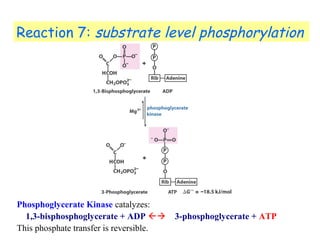 Reaction 7: substrate level phosphorylation 
Phosphoglycerate Kinase catalyzes: 
1,3-bisphosphoglycerate + ADP  3-phosphoglycerate + ATP 
This phosphate transfer is reversible. 
 