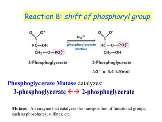 Reaction 8: shift of phosphoryl group 
Phosphoglycerate Mutase catalyzes: 
3-phosphoglycerate  2-phosphoglycerate 
Mutase: An enzyme that catalyzes the transposition of functional groups, 
such as phosphates, sulfates, etc. 
 