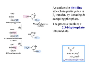 An active site histidine 
side-chain participates in 
Pi transfer, by donating & 
accepting phosphate. 
The process involves a 
2,3-bisphosphate 
intermediate. 
C 
C 
CH2OPO3 
2- 
O O- 
1 
H OPO3 
2- 
2 
3 
2,3-bisphosphoglycerate 
 