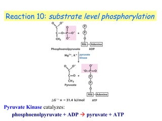 Reaction 10: substrate level phosphorylation 
Pyruvate Kinase catalyzes: 
phosphoenolpyruvate + ADP  pyruvate + ATP 
 