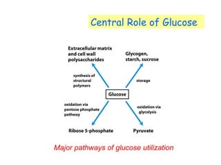 Central Role of Glucose 
Major pathways of glucose utilization 
 