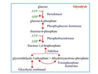 glucose Glycolysis 
ATP 
ADP 
glucose-6-phosphate 
Hexokinase 
Phosphoglucose Isomerase 
fructose-6-phosphate 
ATP 
ADP 
fructose-1,6-bisphosphate 
Phosphofructokinase 
Aldolase 
glyceraldehyde-3-phosphate + dihydroxyacetone-phosphate 
Triosephosphate 
Isomerase 
Glycolysis continued 
 