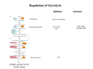 Hexokinase 
Inhibitors 
Glucose 6-phosphate 
Phosphofructokinase 
Pyruvate kinase 
ATP 
CITRIC ACID CYCLE 
(ATP, citrate) 
ATP, citrate, 
PEP 
Activators 
ADP, AMP, 
Fructose 2,6P 
Regulation of Glycolysis 
 