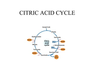 CITRIC ACID CYCLE 
 